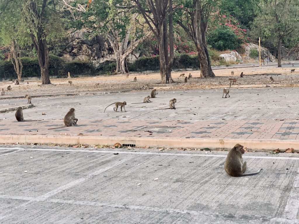 Prachuap Monkey Family